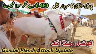 460K Lga Diye  Mandi Ka Sardar Fatehajngi Bulls  Gondal Mandi Attock Latest Update 12 June 2023 [upl. by Priebe]