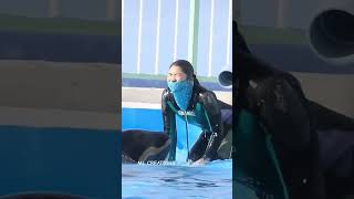 Dolphins funny movements dolphin funny [upl. by Panter]