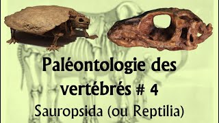 Paléontologie des vertébrés 4 Sauropsida ou Reptilia [upl. by Kornher]