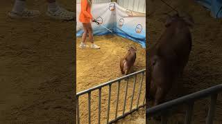 233 duroc gilt sale 2 [upl. by Denice]