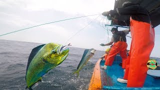 PESCADORES USAN PEZ VOLADOR PARA PESCAR DORADOS PERICOS  Pesca en Alta Mar [upl. by Erme]