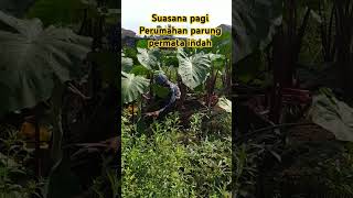 NANAM TALAS  SUASANA PAGI PWRUMAHAN PARUNG PERMATA INDAH [upl. by Noremmac]