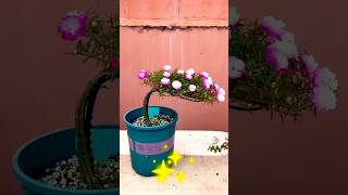 Amezing what a Colour shorts trending youtubeshorts garden flowers love [upl. by Quillon]