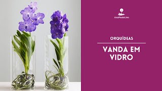 ORQUÍDEAS Como cultivar Vanda em vidro [upl. by Ettenav159]