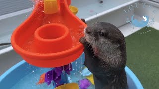 Otters Got a New Pool [upl. by Aicirtac]