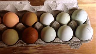 How to Candle Dark Eggs  Candling Marans and Olive Eggers [upl. by Eicnahc162]