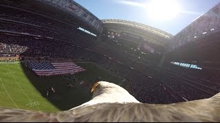 Educational Bald Eagle quotChallengerquot Soars with Action Camera During National Anthem [upl. by Pugh303]