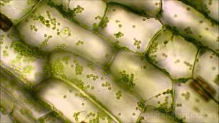 Elodea under the microscope [upl. by Chantal]