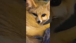 Adorable Fennec Fox 4K FennecFox FoxIn4K CuteAnimals WildlifeShorts DesertFox 4KWildlife [upl. by Silvio]