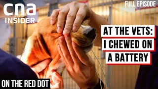 Life And Death At The Emergency Vet Clinic  On The Red Dot  At The Vets  Full Episode [upl. by Kraft]