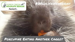 Porcupine Eating A Carrot Part Two A Baby Carrot [upl. by Ytsirhk]