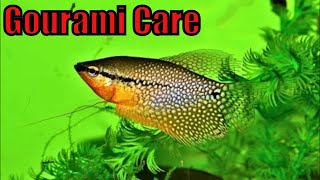 Gourami care guide for beginners  Gourami gender feeding breeding gouramis and gourami fry care [upl. by Annohsal377]