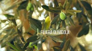 Spot dedicato alla filiera olivicola Compra Lucano [upl. by Rehpotsyrhc]