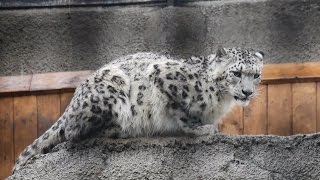 Московский зоопарк 2015 \ Rainy Moscow Zoo 2015 [upl. by Margaretha]