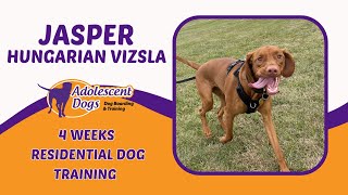 Jasper the Hungarian Vizsla  4 Weeks Residential Dog Training [upl. by Kenyon]