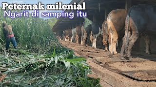 Peternak Sapi Milenial Ngarit Cuma Di Samping Kandang [upl. by Arrimat541]