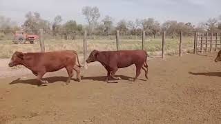 Vaquillonas preñadas en Campo Gallo Santiago del Estero [upl. by Ahsieni62]