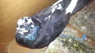 Newcastle disease TransmissionPreventionSymptoms [upl. by Christoffer]