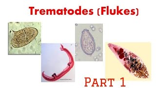 Trematodes  Intro schistosoma microbiology trematode pathology [upl. by Aivonas]