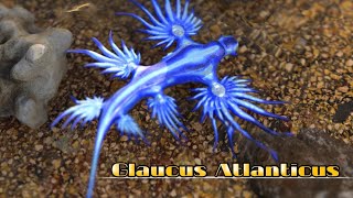 Glaucus Atlanticus [upl. by Cyprus862]