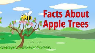 Facts About Apple Trees [upl. by Ahsilram]