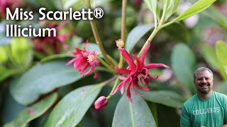 Miss Scarlett® Illicium [upl. by Otaner]