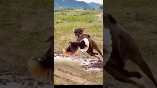 Red Fox catch bird viral videoredfox bird shortvideoviral [upl. by Anierdna861]