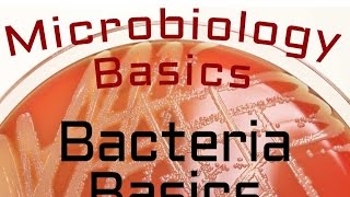 Bacteria Basics  Microbiology Lectures [upl. by Ahsiled]