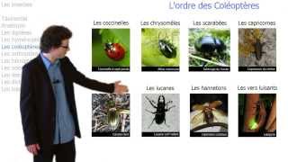 Tout savoir sur les insectes [upl. by Sosanna]