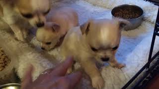 4 week old Chihuahua puppies [upl. by Oirottiv]