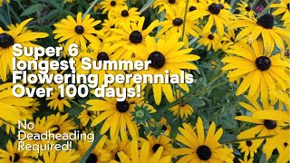 6 Non Stop Flowering perennials for Late Summer [upl. by Ailen156]