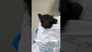 This bat was rescued on the road and is being raised in a warm family animalshorts [upl. by Asi]