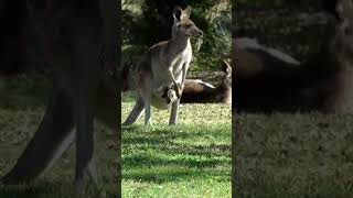 Wilsons Promontory National Park Victoria Australia [upl. by Yelekalb]