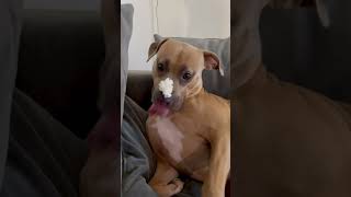 Doggie vs Whipped cream🍦 foryourpage pitbull funnydogs dogs foryou shortsfeed [upl. by Bathsheb]