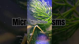 Micro organisms in Lake water  DIY [upl. by Duwalt879]