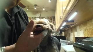 PETOSAN Microfiber Finger Brush Clean YORKIE puppy Dog Teeth [upl. by Aisya282]