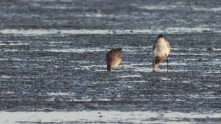 Longbilled Dowitcher Texel The Netherlands October 2024 [upl. by Katonah]