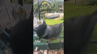 Black Capped Chickadee for 3 seconds shorts like youtubeshorts nature [upl. by Abdel514]