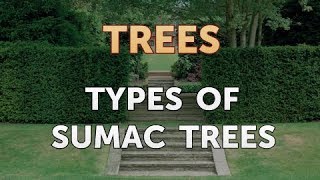 Types of Sumac Trees [upl. by Auqinal]