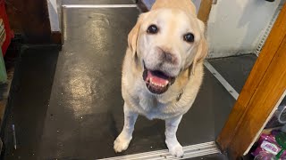 Gulliver  Happy Dog Wants a Treat [upl. by Margherita]