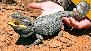 BEARDED DRAGON  Finally Caught One [upl. by Eleets]