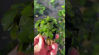 ANUBIAS NANA PETITE AMAZING AQUASCAPING PLANT [upl. by Yelsnia]