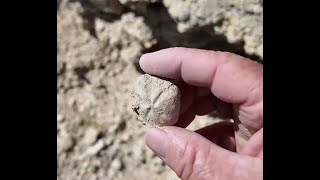 Fossil Hunt in Glen rose Formation Pt 2 [upl. by Goldina]