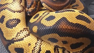 Ball Python Unboxing WOW [upl. by Ynetruoc]