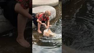 Grandma and Goldie keeping each other company shortvideo animals healing dog pets love [upl. by Nerol]