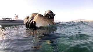 Chasse sous marine en méditerranée 2017 Cressi Team [upl. by Alegnaed]