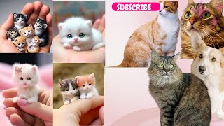 Cute Baby Animals Videos Compilation  Aww Animals So Cute  Cute Pets Video  Cute Dogs Cat Video [upl. by Oeflein771]