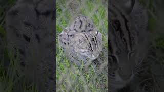 Fishing Cat at Howletts fishingcat howletts animals wildlife zoo daysout shorts [upl. by Frayda]