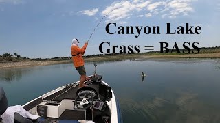 Canyon Lake Texas bass Fishing in the Grass May 31 2024 [upl. by Tahp768]