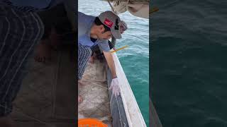 Amazing Grouper fishing with live bait Part 2 [upl. by Gahan225]